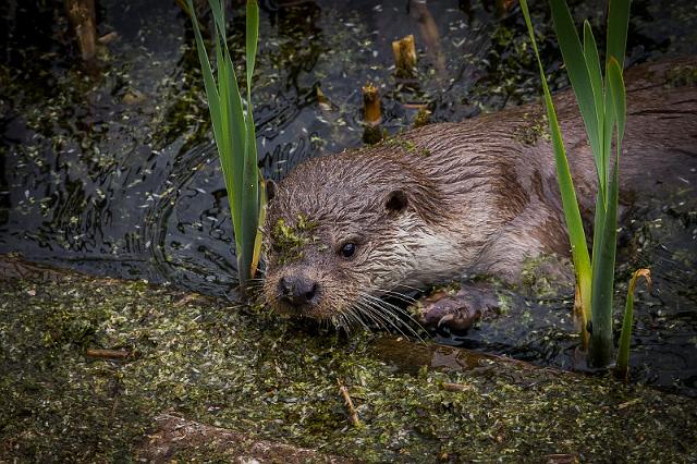 14 Natuurpark Lelystad, europese otter.jpg